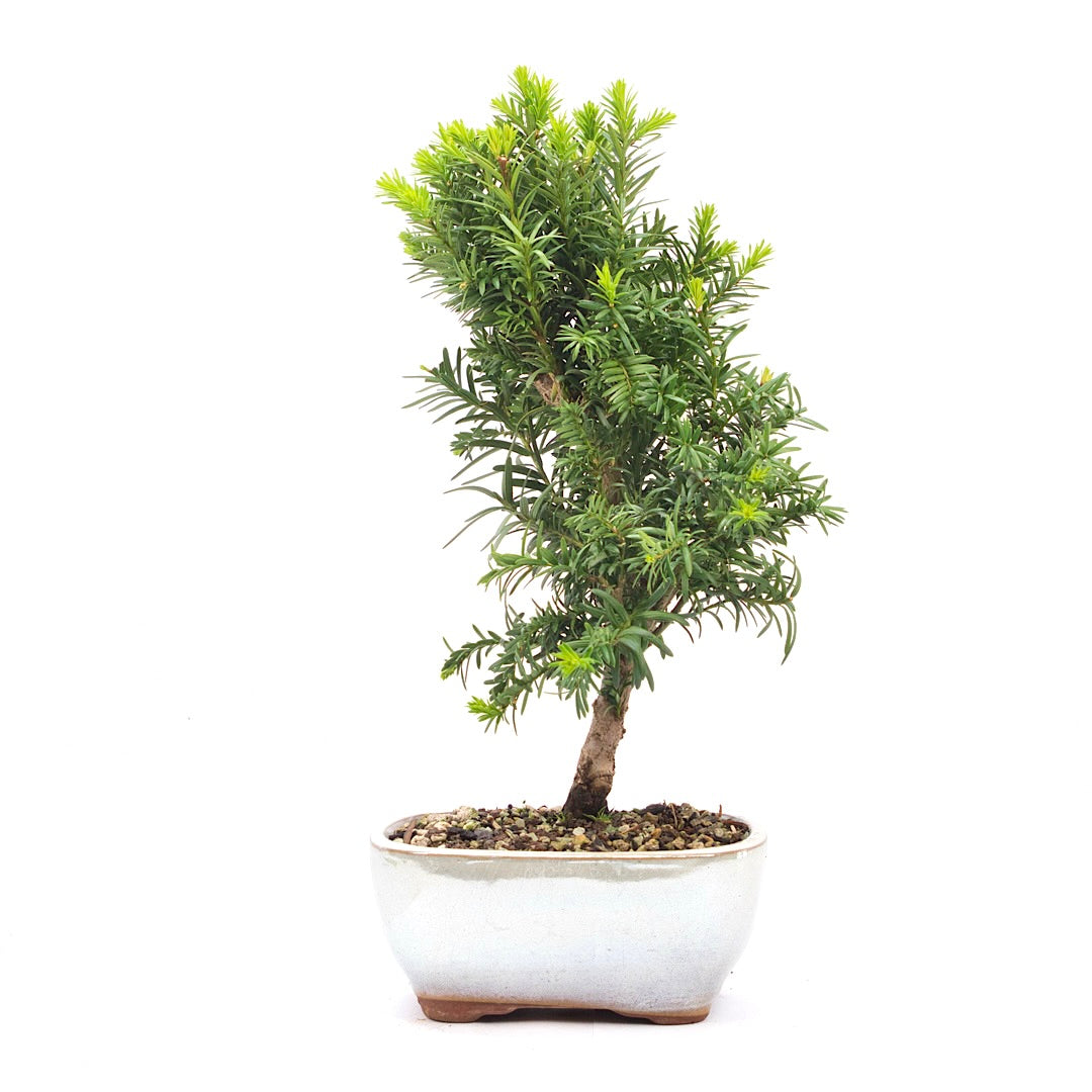 Eibe Hybrid 'Taxus media'